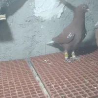 جوجه نر شتری|پرنده|نیمروز, |دیوار