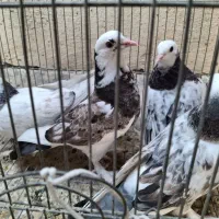 کبوتر|پرنده|اصفهان, مولوی|دیوار