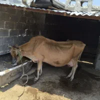 فروش گاو کهره و بره  به صورت یک جا  روستای کنگریشه|حیوانات مزرعه|گراش, |دیوار