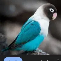 کوتوله این سه تا رنگ زورِن