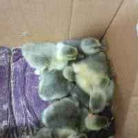 جوجه غاز و غوغاز