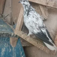 کبوتر|پرنده|قرچک, قشلاق جیتو|دیوار