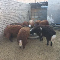 بره چاق پروار شده|حیوانات مزرعه|سمنان, |دیوار