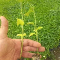 مرکز نشآ دزفول