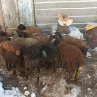 میش و بره میش درجه یک