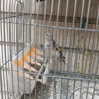 جوجه سهره نر رسمی