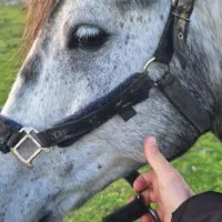 اسب|اسب و تجهیزات اسبسواری|ماسال, |دیوار