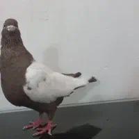 ماده سینه قهوه ای