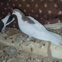 معاوضه با ماده|پرنده|ماهنشان, |دیوار