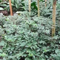 فروش گل آکوبا و عبایی و پای مورت|گل و گیاه طبیعی|کلاچای, |دیوار