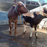 دو عدد گوساله نر شیر مست و خوراک خور