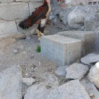 مرغ و خروس لاری اصیل