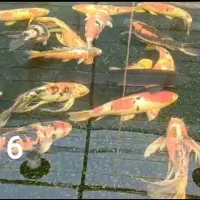 نیرو برای کارگاه پرورش ماهیان زینتی