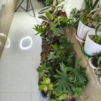 گل عمده