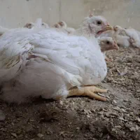 مرغ ارگانیک گوشتی