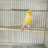 ۲ عدد قناری نر و ماده