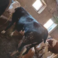 گاو