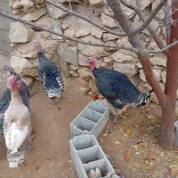 فروش بوقلمون|حیوانات مزرعه|یاسوج, |دیوار