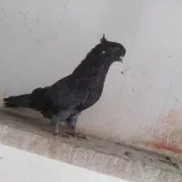 کبوتر سرور|پرنده|خرمدره, |دیوار