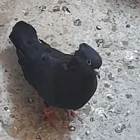 کبوتر سیاه ماده