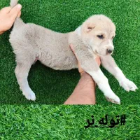 واگذاری|سگ|فردوس (خراسان), |دیوار