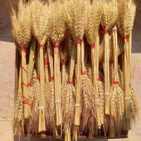 دسته خوشه گندم|صنایع دستی و سایر لوازم تزئینی|جویبار, |دیوار