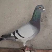 کبوتر بازرگان