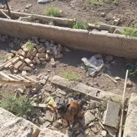 سگ مالینویز ماده|سگ|پیشوا, |دیوار