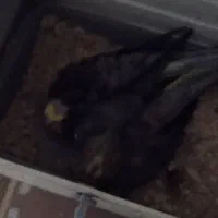 عروس هلندی تخم گزار