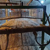 فروش قفس بلدرچین