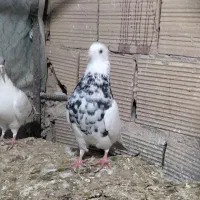 کبوتر جفتی|پرنده|محمدیه-قزوین, |دیوار