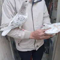 ساده هفترنگ