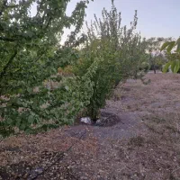 فروش فوری باغ شهری