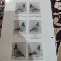 ماده بلژیک شناسامدارمولد|پرنده|رامهرمز, |دیوار