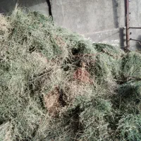 بیده خشک|لوازم جانبی حیوانات|سبزوار, امیر کبیر|دیوار