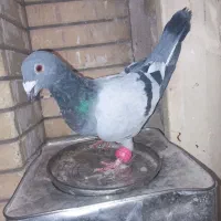 کبوتر سبز آلمانی وپولکی یه جفت روی تخم|پرنده|مشهد, کوی المهدی|دیوار