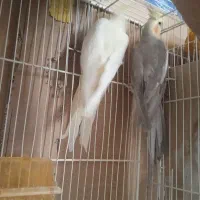 عروس هلندی مولد نر ماده جوجه