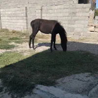 اسب با کره|حیوانات مزرعه|فراغی, |دیوار