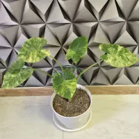 گیاهان آپارتمانی و کلکسیونی