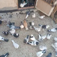 کفتر یاهو رنگی