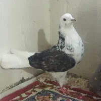 کبوتر|پرنده|نهاوند, |دیوار