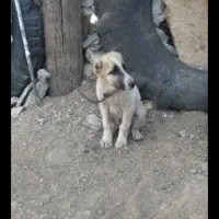 حیوان خانگی