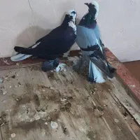 جو عرب معاوضه