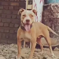 پیتبول ماده نگهبان