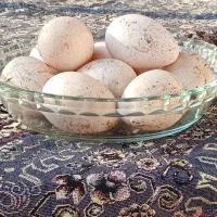 تخم بوقلمون