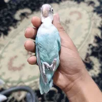 طوطی کوتوله|حیوانات|بم, |دیوار