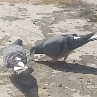 مفلق خرقه کیپ دمگیر جیر جیر