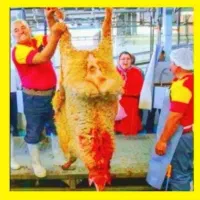 نرینه قلمآبی/زیرنرخ همجا تنظیم بازار×گوسفند.زنده