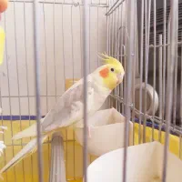 عروس هلندی مولود