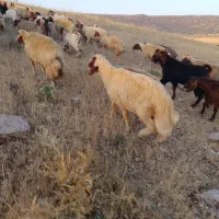 سنجابی|حیوانات مزرعه|دالاهو, |دیوار